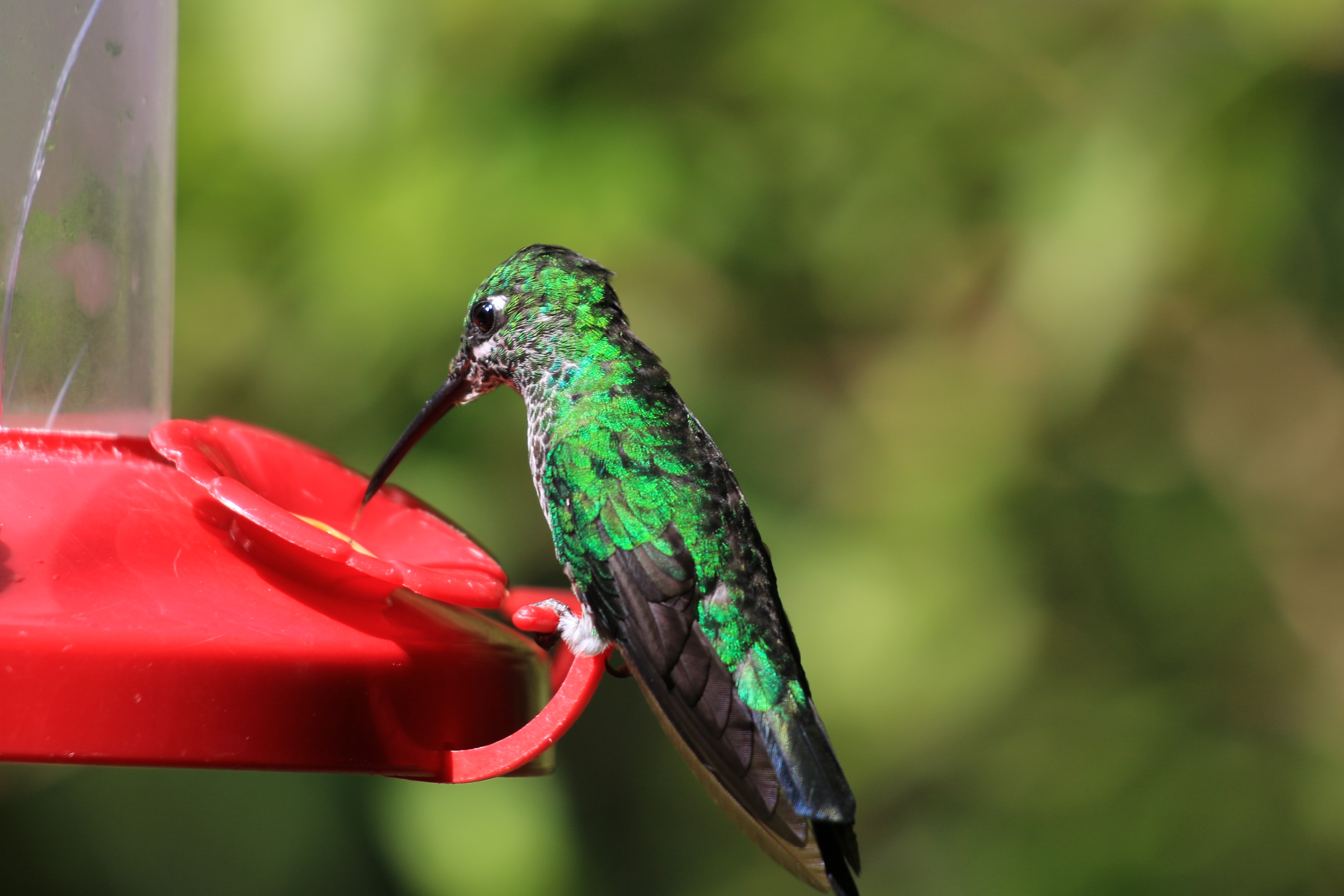 Costa Rica